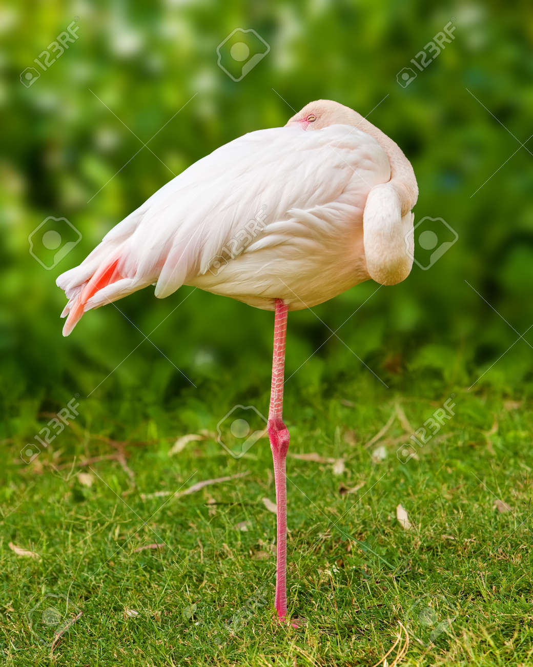 ピンクの体に隠れて頭と目を閉じて片足立ち保持フラミンゴ鳥 の写真素材 画像素材 Image