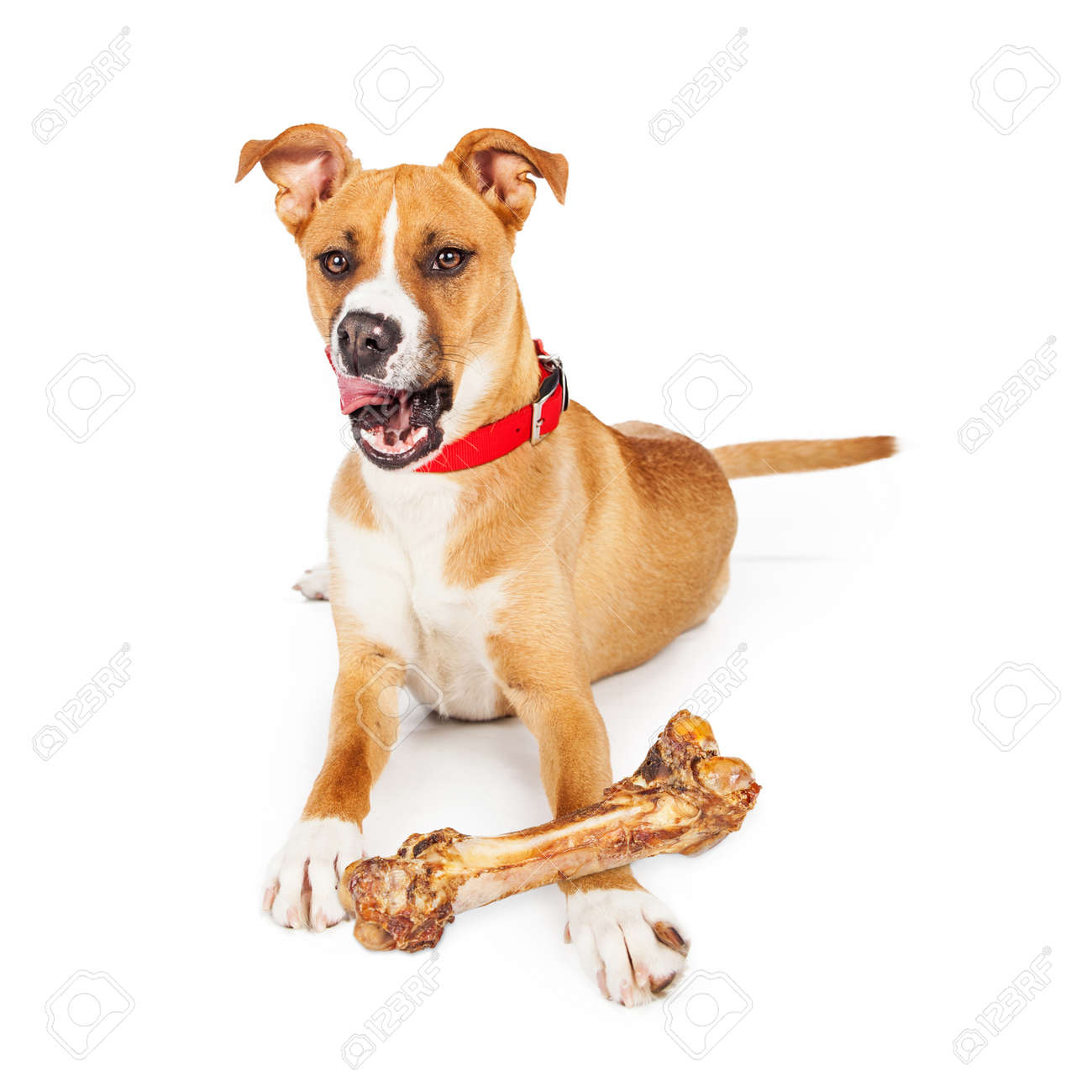 大型犬大かむ骨 唇を舐めているうちに舌の敷設 の写真素材 画像素材 Image