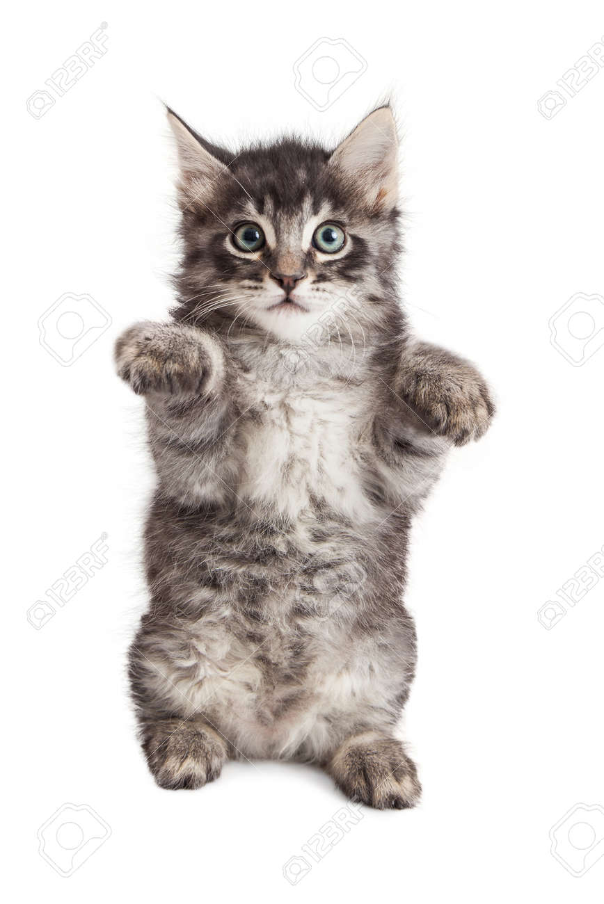 kitten paws up