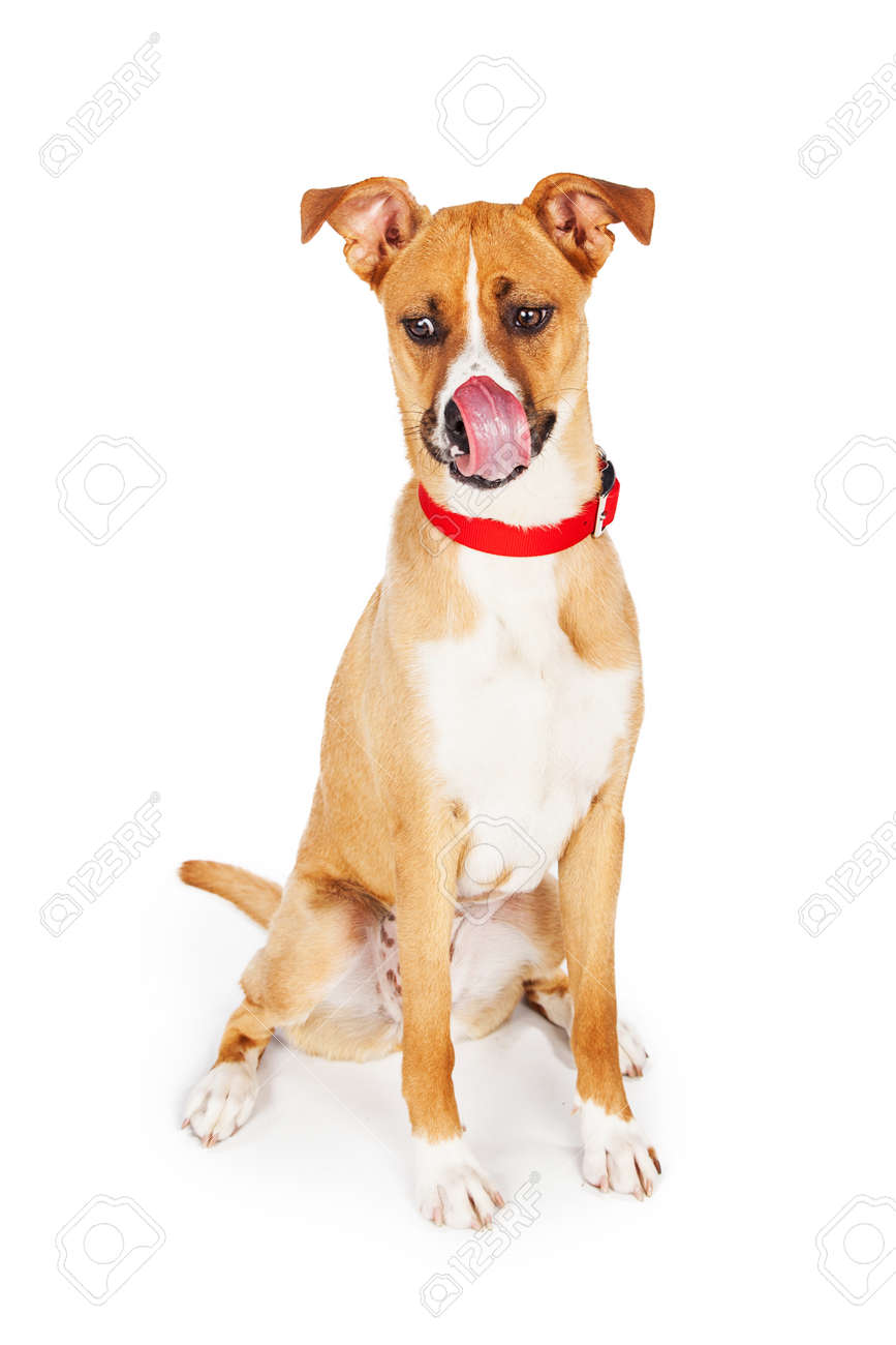 science diet dog food retailers