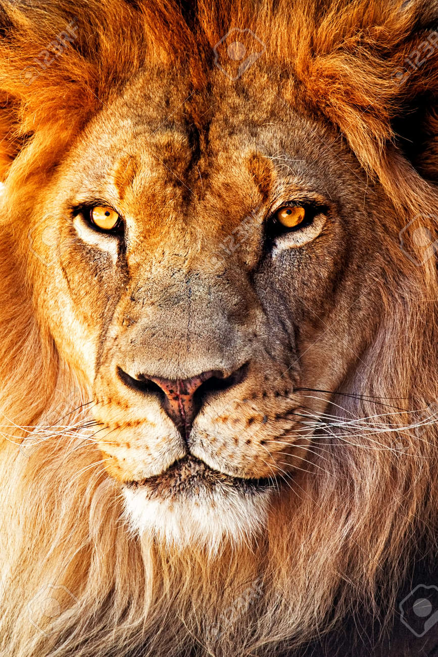 男性アフリカ ライオンのポートレート クローズ アップ の写真素材 画像素材 Image