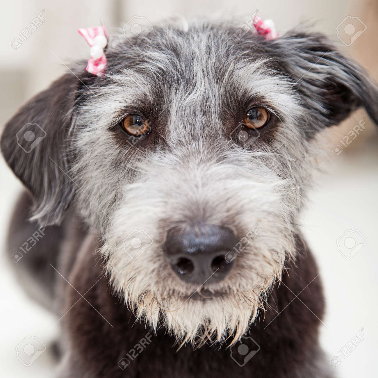 grey terrier