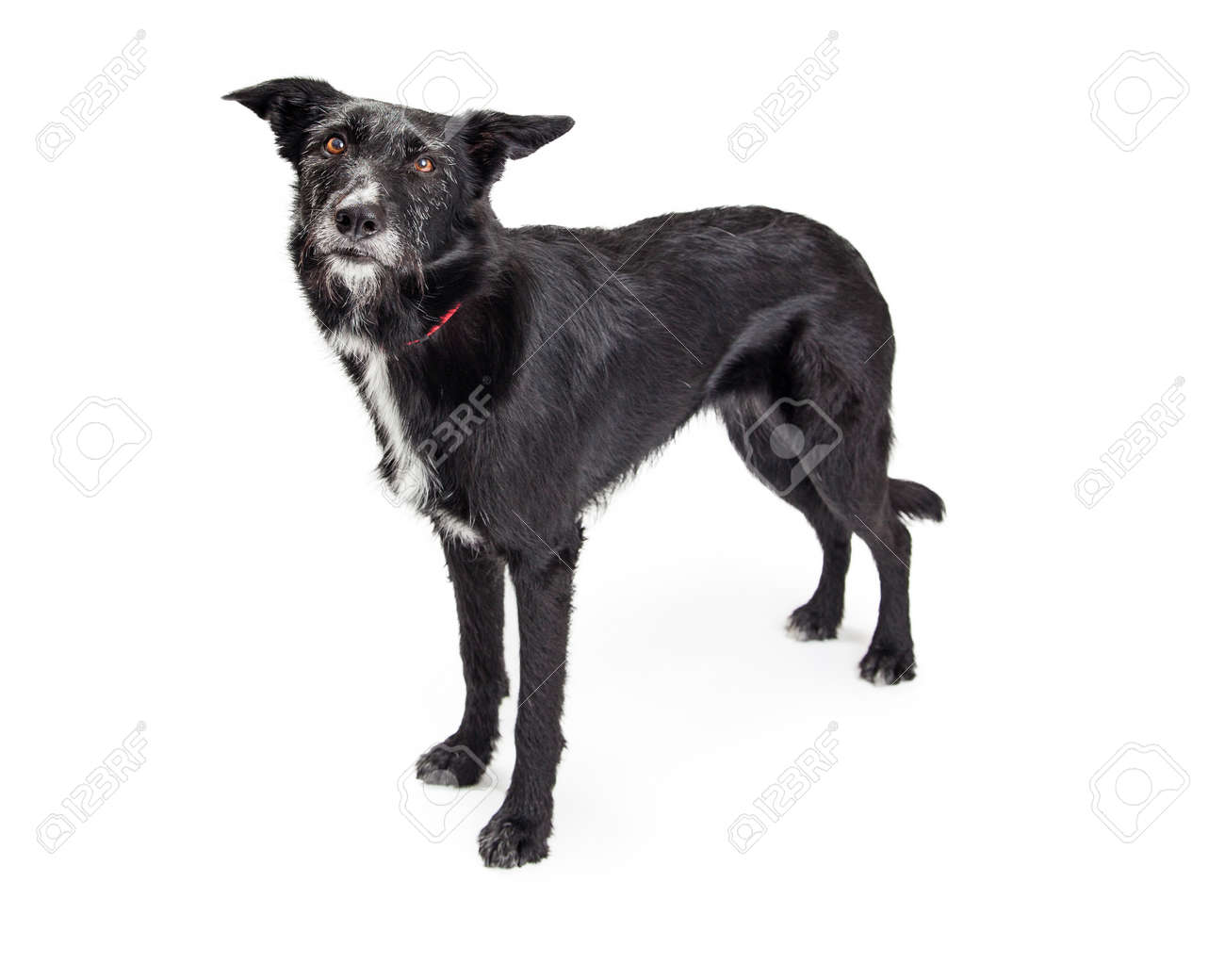 ホワイト スタジオの背景に黒いだらしない毛立って 大型犬 の写真素材 画像素材 Image