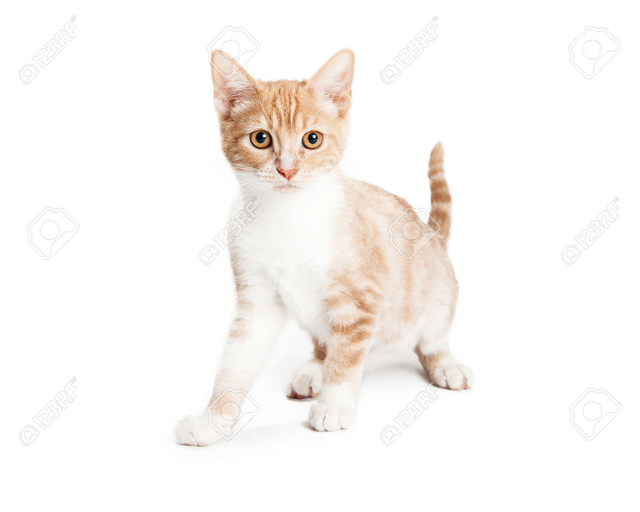 Mignon Petit Chat A Tabby Orange Sur Blanc Banque D Images Et Photos Libres De Droits Image Mignon Petit Chat A Tabby Orange Sur Blanc Banque D Images Et Photos Libres De Droits Image