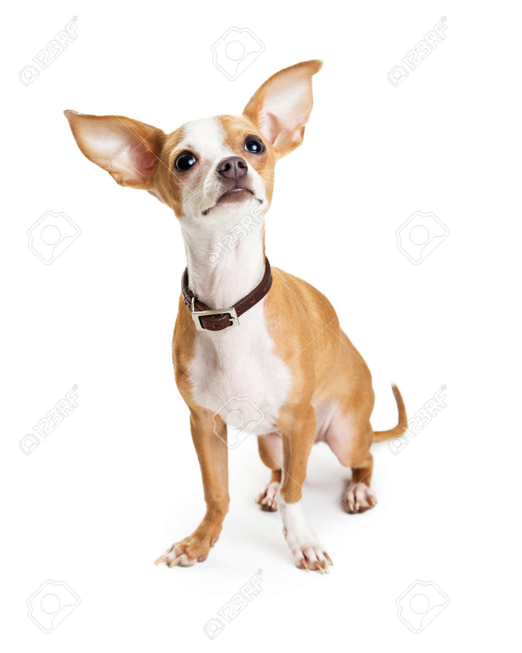 chihuahua dog with big