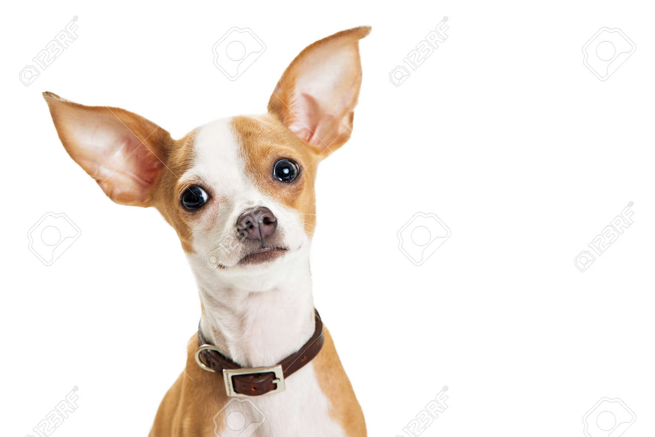 Gros Plan De Mignon Petit Chien Chihuahua Avec De Grandes Oreilles Regardant Dans La Caméra Avec Une Expression Douce