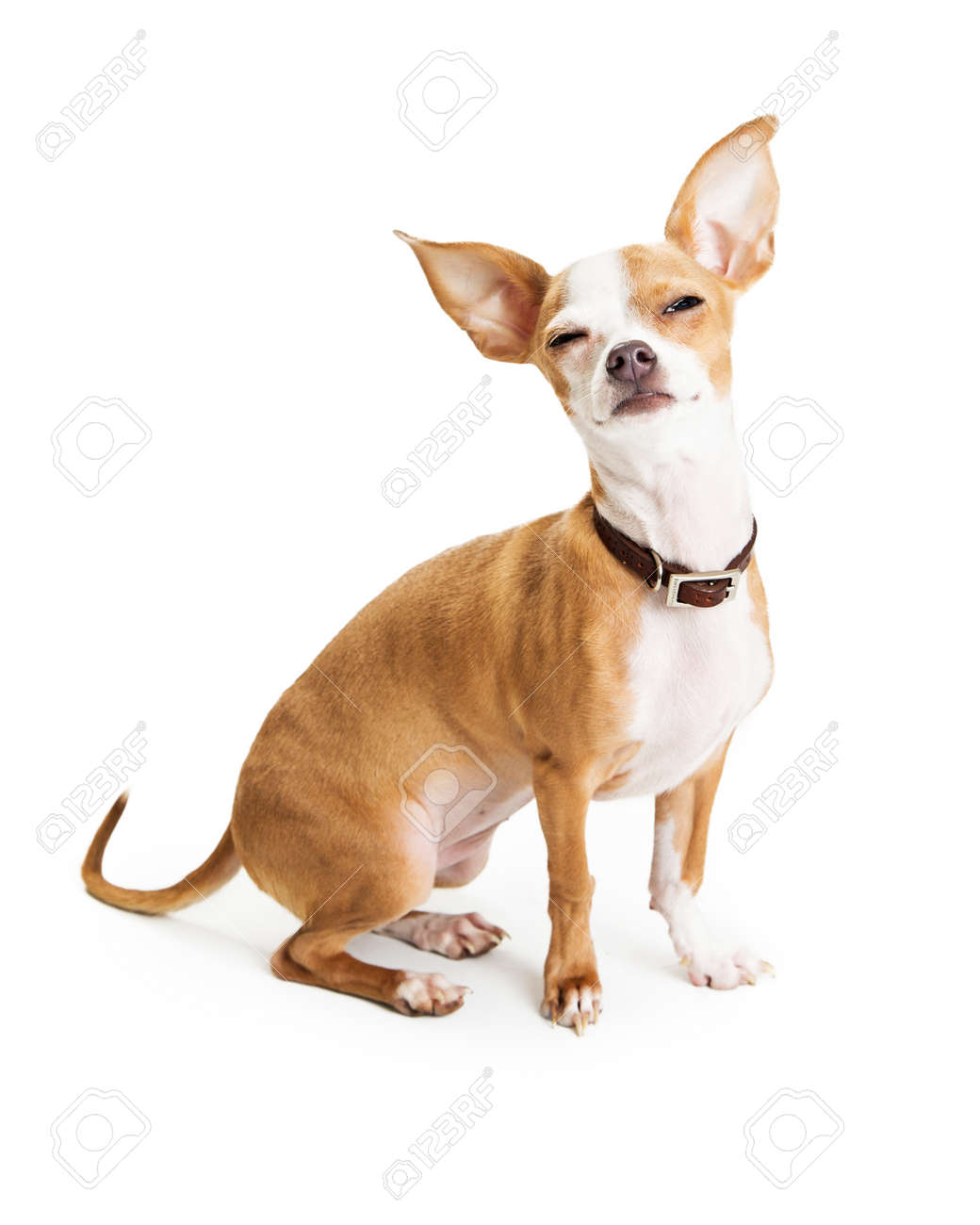 ホワイトの上に座っている間は目を細めてチワワ犬の面白い写真 の写真素材 画像素材 Image ホワイトの上に座っている間は目を細めてチワワ犬の面白い写真 の写真素材 画像素材 Image