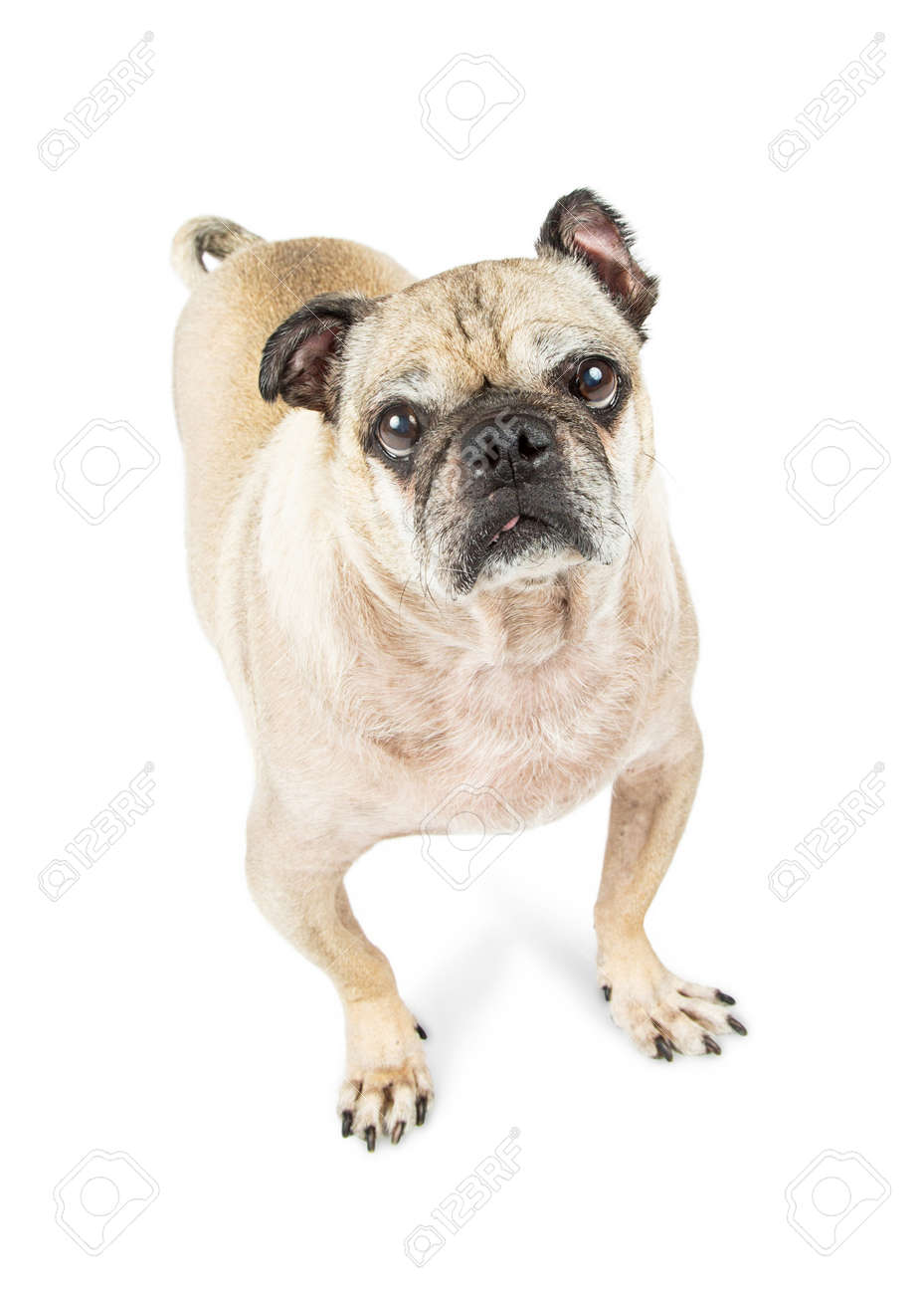 Vue Aérienne Du Chien De Race Carlin Levant