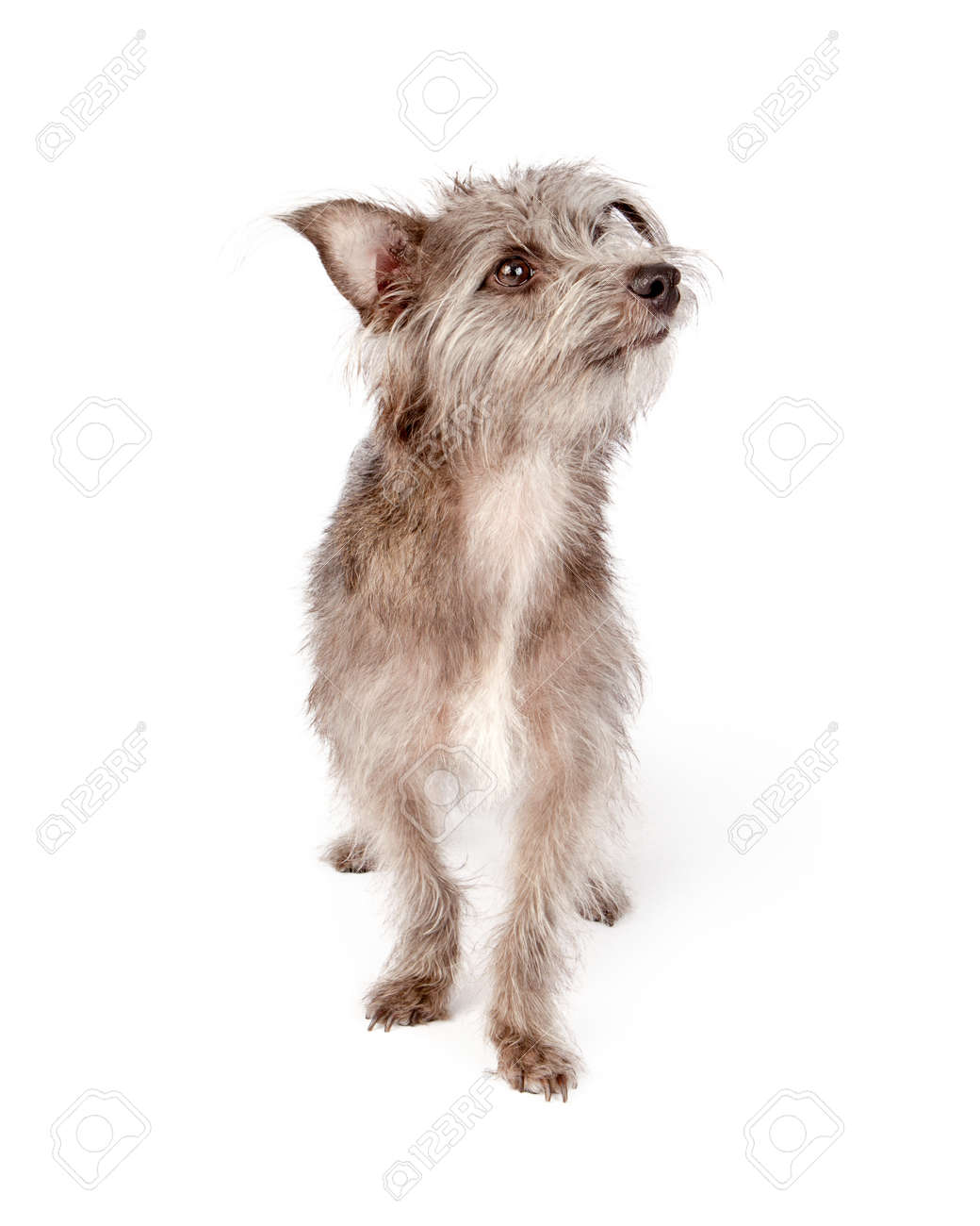 Mignon Débraillé Mixte Petit Chien De Race Terrier Avec Une Expression Attentive Regardant à Lautre