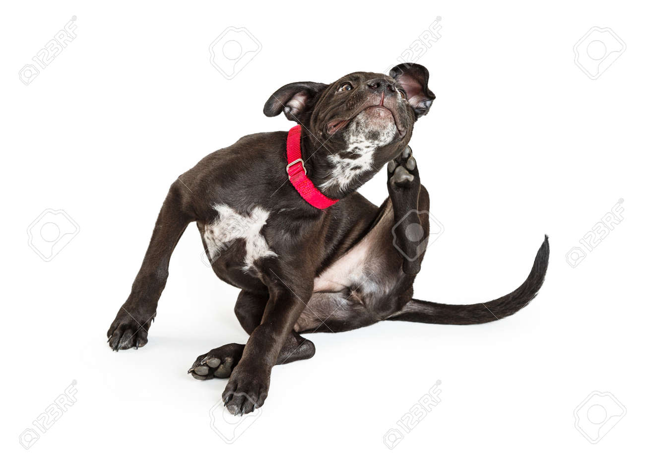 Young black puppy dog scratching itchy skin. Isolated on white. - 72327857 Young black puppy dog scratching itchy skin. Isolated on white. - 72327857