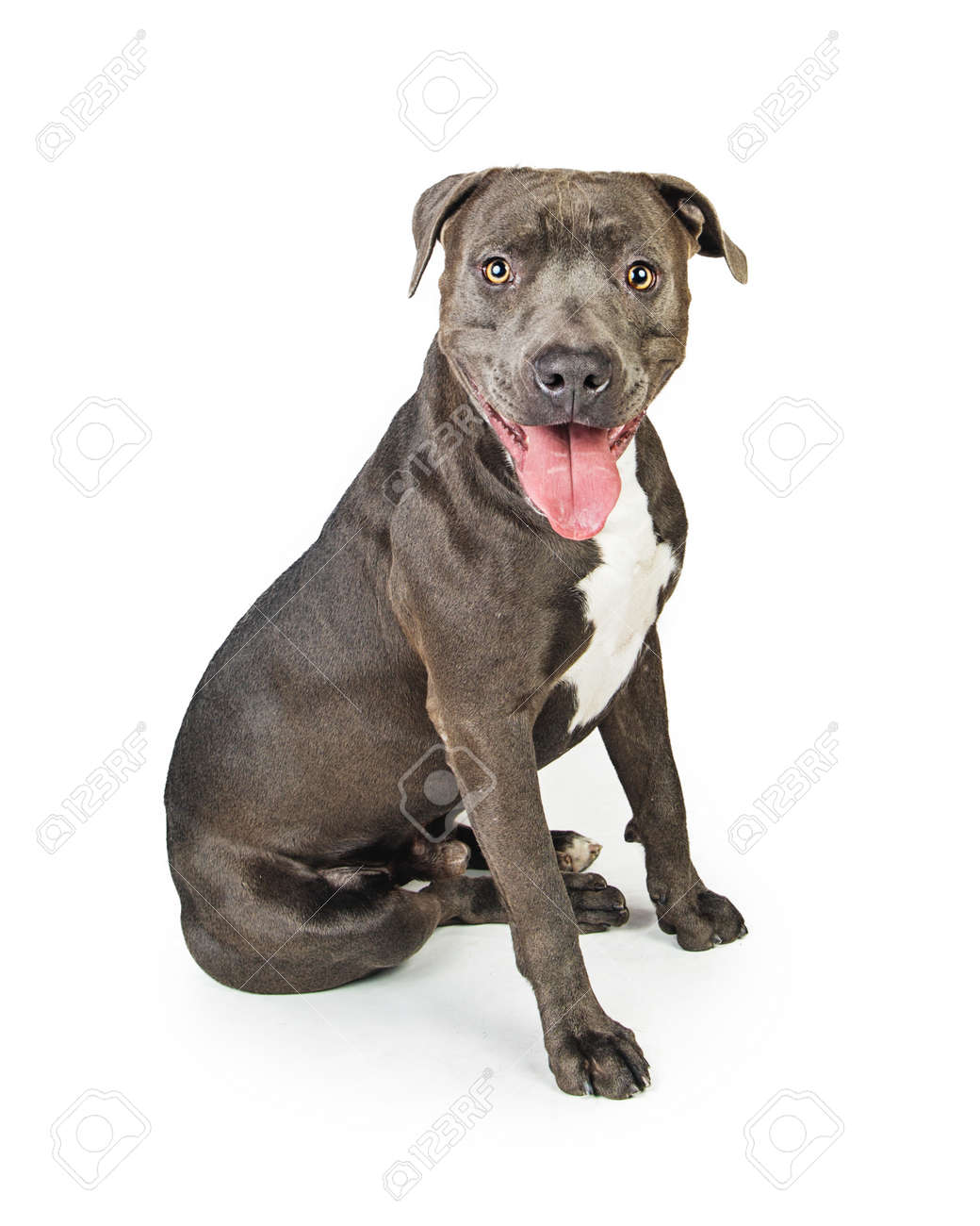 幸せな笑顔灰色のピット ブル犬座ってカメラに口を開いて 舌出しを楽しみにして の写真素材 画像素材 Image