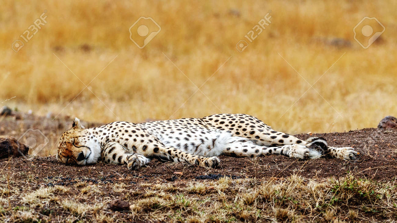 tall grass field beautiful cheetah cat lying down sleeping in tall grass field the masai mara of kenya cat lying down sleeping in tall grass field the stock tall grass field beautiful cheetah cat lying down sleeping in tall grass field the masai mara of kenya cat lying down sleeping in tall grass field the stock