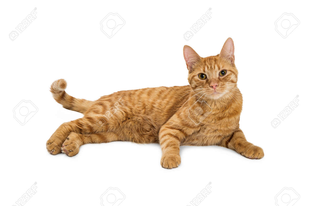 Pin By Rose Veltri On Final Orange Tabby Cats Tabby Cat Cats