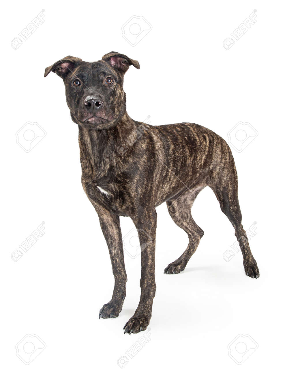 white brindle dog