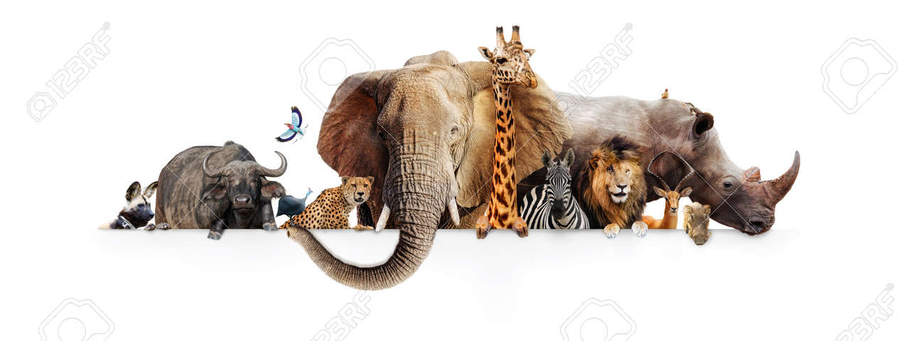 Row of African safari animals hanging their paws over a white banner. Image sized to fit a popular social media timeline photo placeholder - 92428814 Row of African safari animals hanging their paws over a white banner. Image sized to fit a popular social media timeline photo placeholder - 92428814
