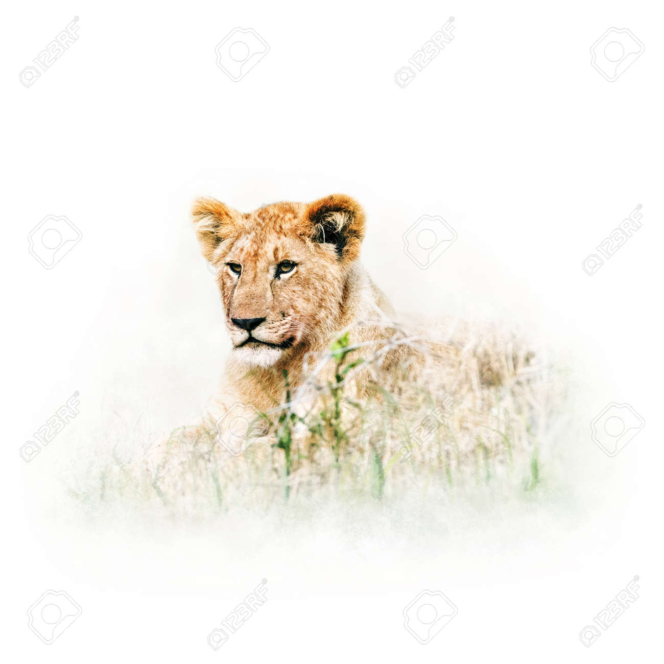 Cute Baby Lion Lying In Tall Grass Of Africa Stock Photo Picture