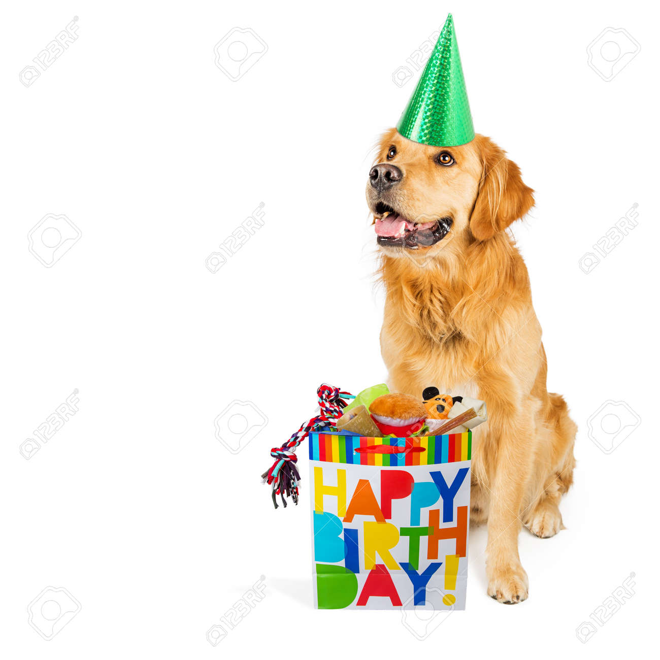 Golden Golden Retriever Chien Portant Un Chapeau De Fete Avec Un Sac A Provisions D 39 Anniversaire Plein De Jouets Et De Friandises Banque D Images Et Photos Libres De