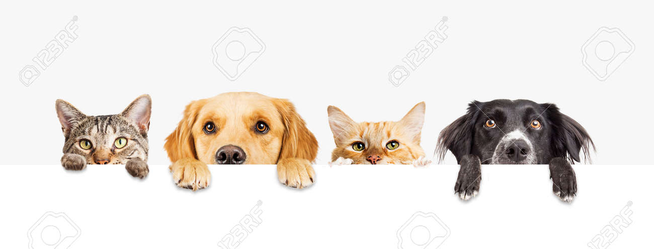 Row of the tops of heads of cats and dogs with paws up, peeking over a blank white sign. Sized for web banner or social media cover - 99224333 Row of the tops of heads of cats and dogs with paws up, peeking over a blank white sign. Sized for web banner or social media cover - 99224333