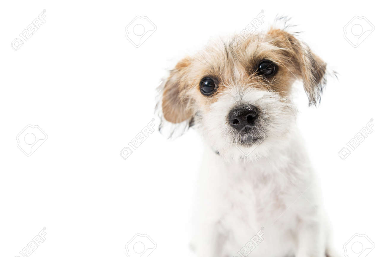 Closeup Of The Face Of A Cute Young Jack Russell Terrier