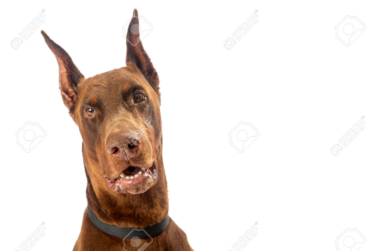 pinscher dog large