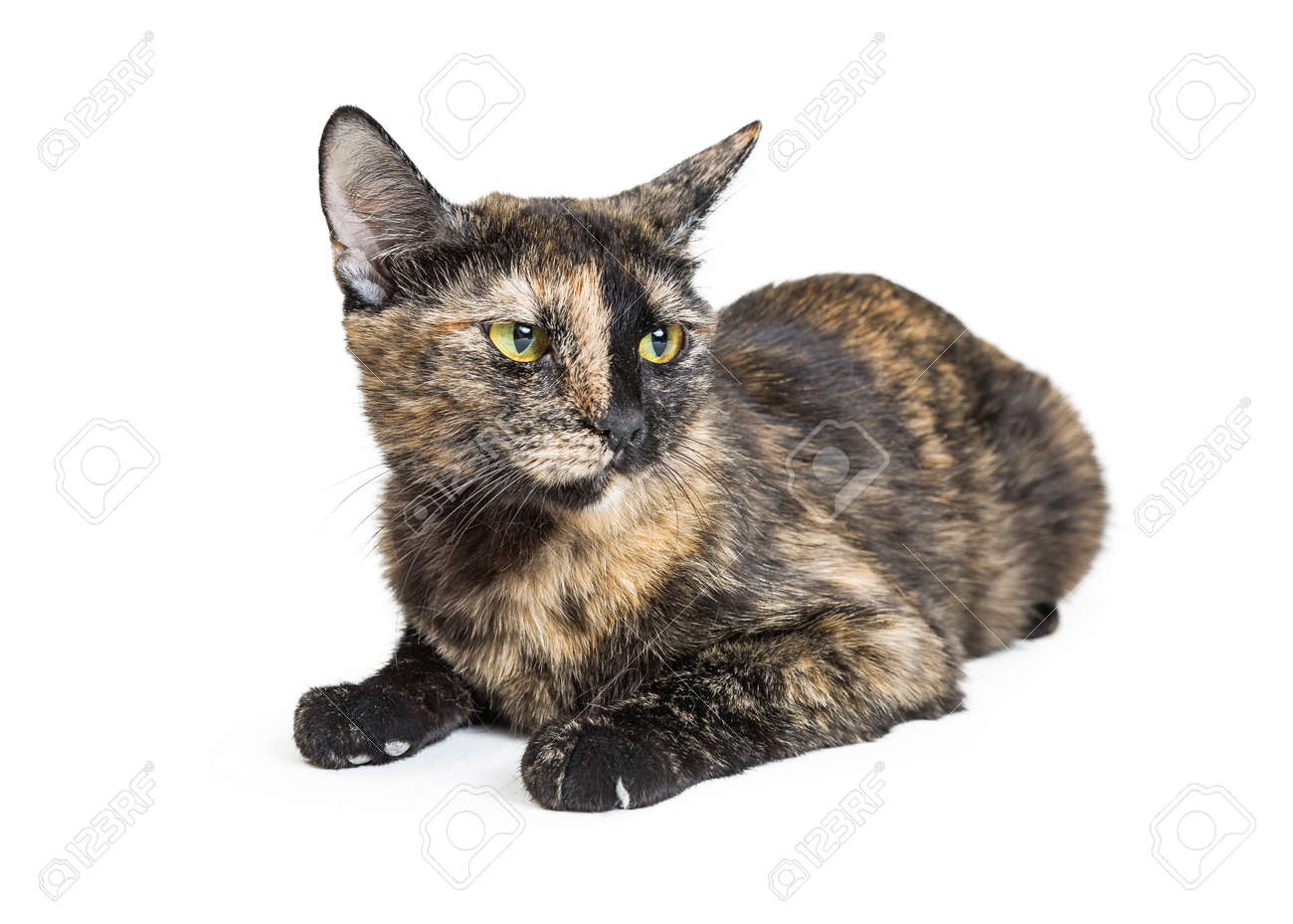 show me all types of dogs