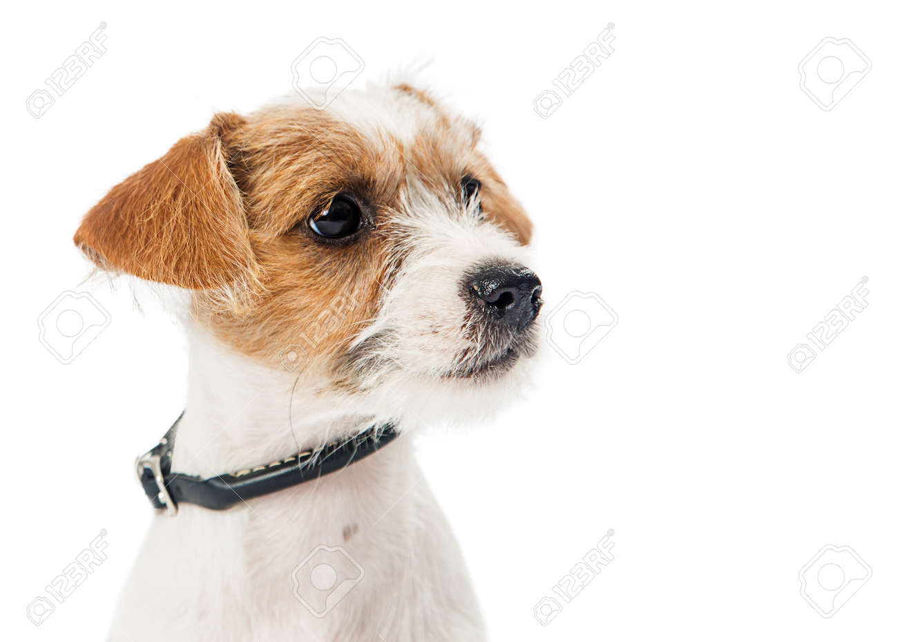 Closeup Of The Face Of A Cute Tan And White Color Jack Russell
