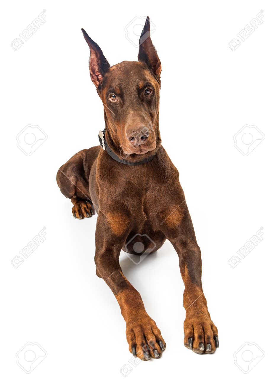 pinscher dog large