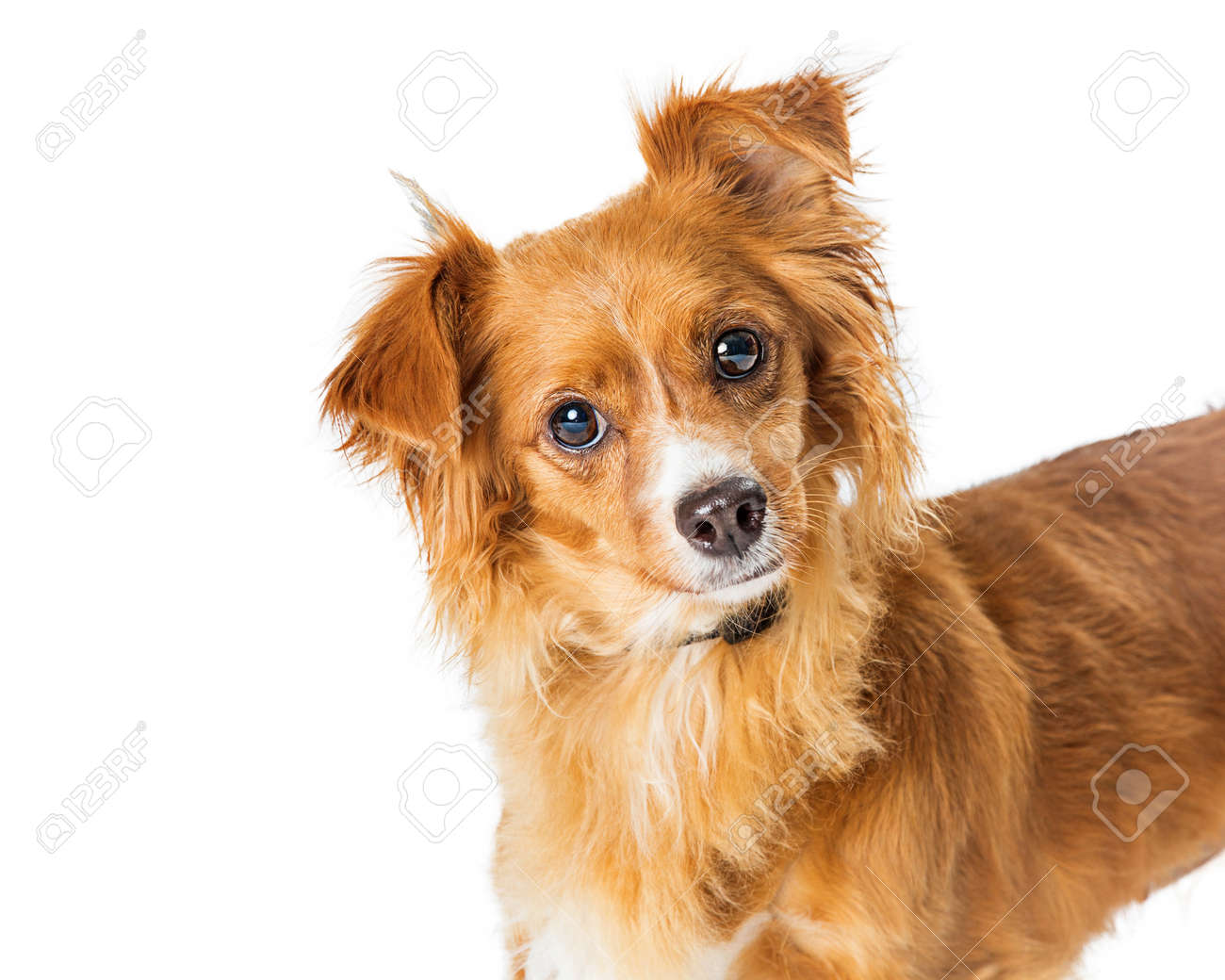 cute dog mixes small