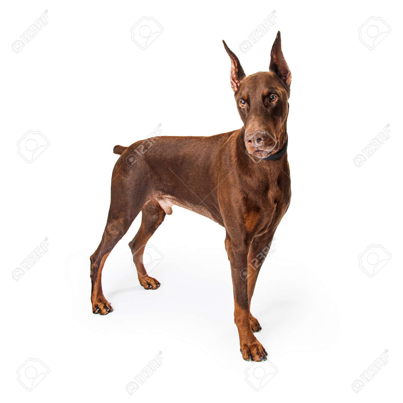 red coat doberman