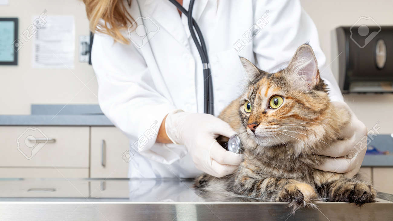 Veterinarian holding a cat and examining him with stethoscope - 110733850 Veterinarian holding a cat and examining him with stethoscope - 110733850