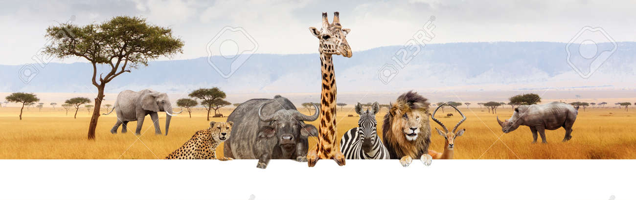 Large Group Of African Safari Animals Together Hanging Paws Over Blank White Horizontal Web Banner Or Social Media Header Stock Photo, Picture And Royalty Free Image. Image 118384941. Large Group Of African Safari Animals Together Hanging Paws Over Blank White Horizontal Web Banner Or Social Media Header Stock Photo, Picture And Royalty Free Image. Image 118384941.