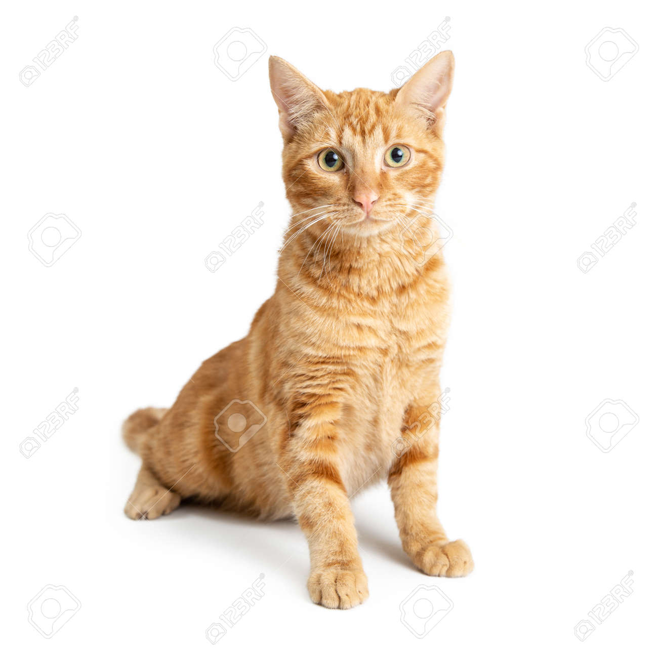 Cute Orange Tabby Cat Sitting Up Tall On White Background Stock Photo Picture And Royalty Free Image Image 118384943 Cute Orange Tabby Cat Sitting Up Tall On White Background Stock Photo Picture And Royalty Free Image Image 118384943
