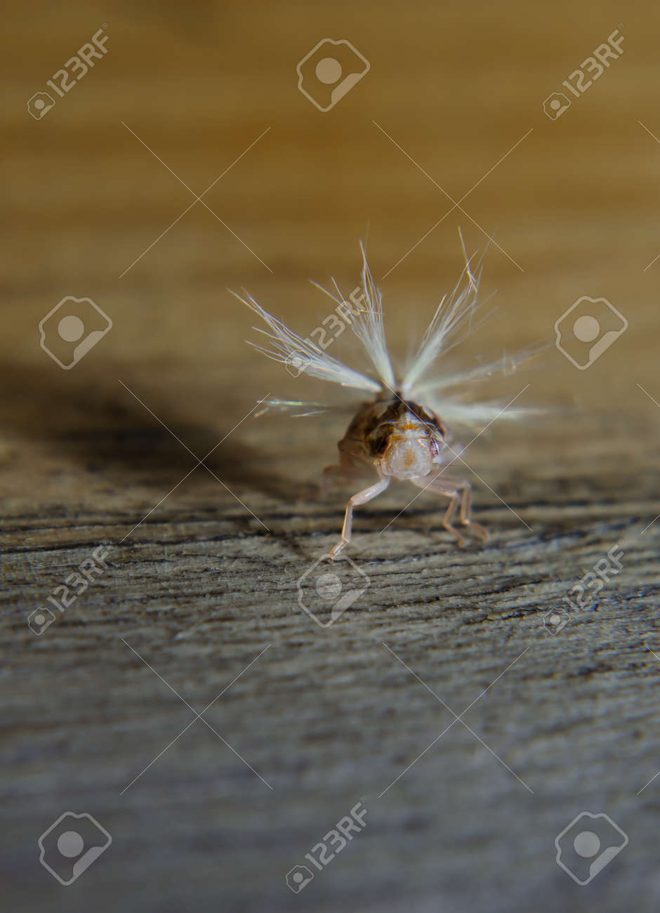 この奇妙な生き物はないが 5 Mm 高さ 1 M 以上にジャンプより大きいです の写真素材 画像素材 Image この奇妙な生き物はないが 5 Mm 高さ 1 M 以上にジャンプより大きいです の写真素材 画像素材 Image