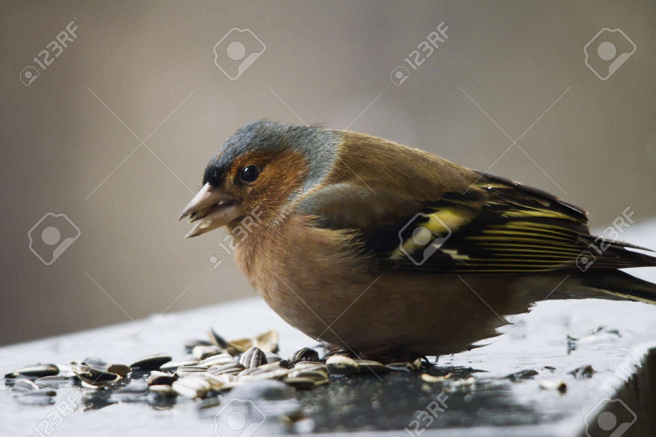 etiam-dictum-ipsum-a-felis