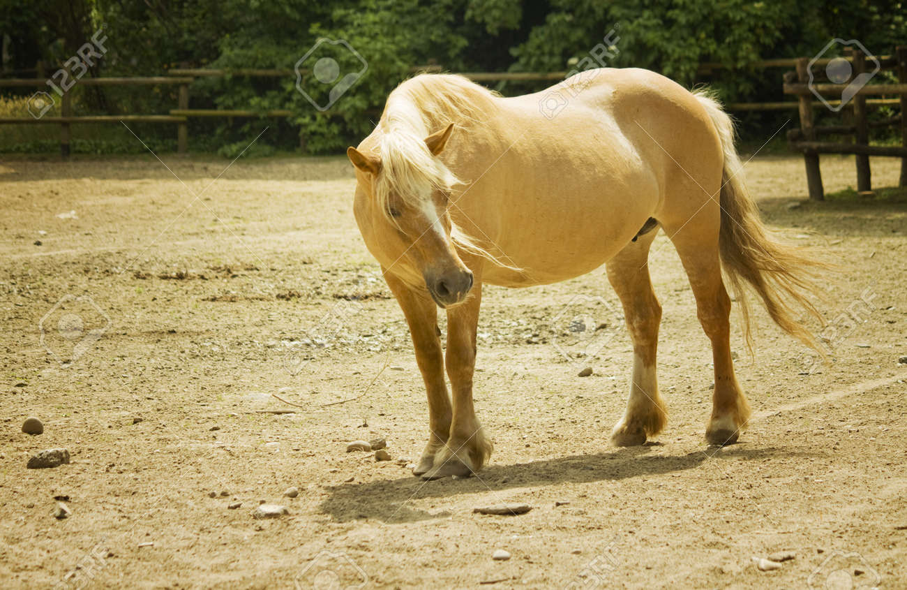 ブロンドのたてがみを持つ馬 の写真素材 画像素材 Image