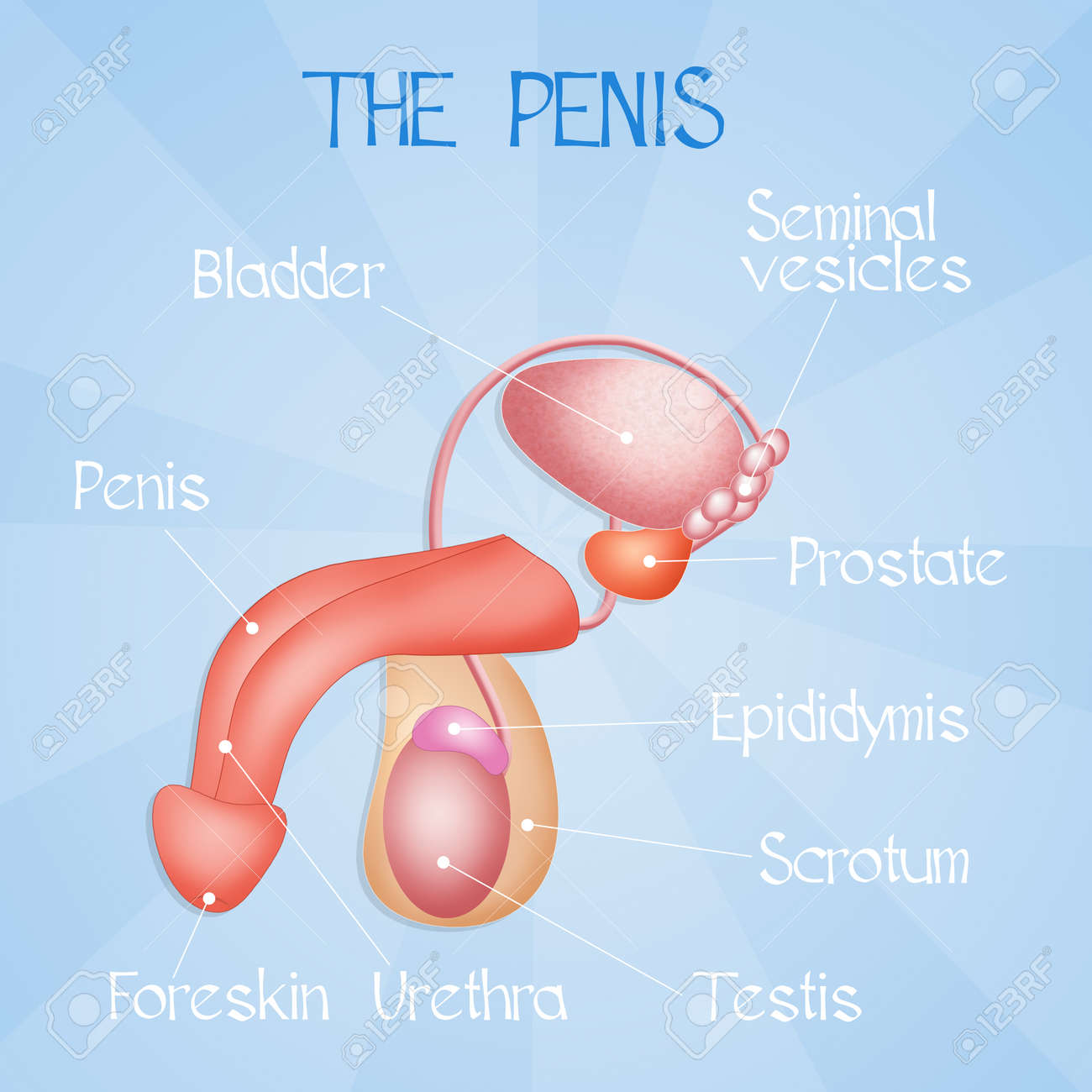 ペニスアトラス PENISATLAS