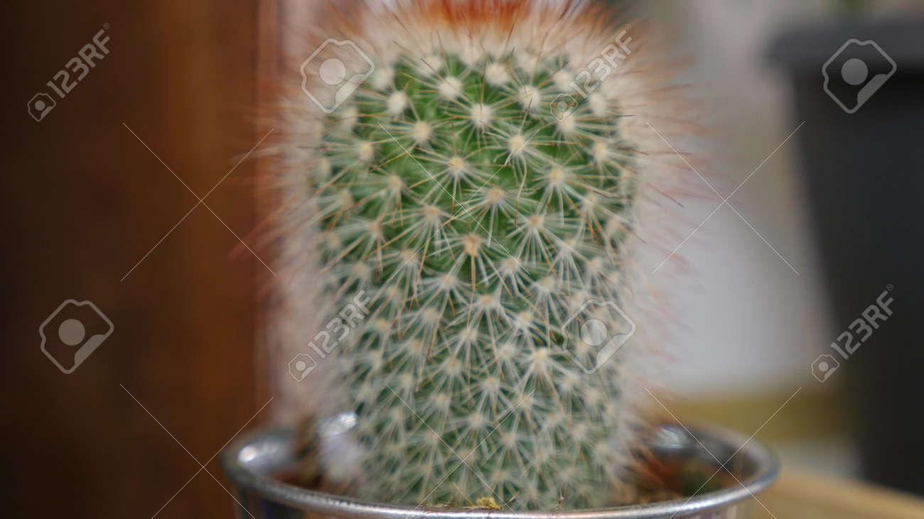 中小企業です モダンなフラワー ショップのインテリア 花デザイン スタジオ 装飾やアレンジ 花急便とポット 木製のショーケースは 家の植物の販売 イメージをフィルター処理されます の写真素材 画像素材 Image