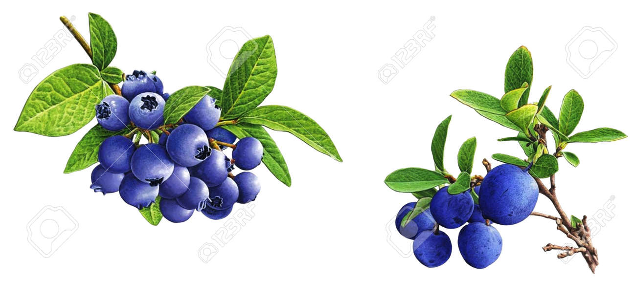 2 In 1 Best Hd Png Vintage Flower Image In One Pack Stock Photo Picture And Royalty Free Image Image 2 In 1 Best Hd Png Vintage Flower Image In One Pack Stock Photo Picture And Royalty Free Image Image