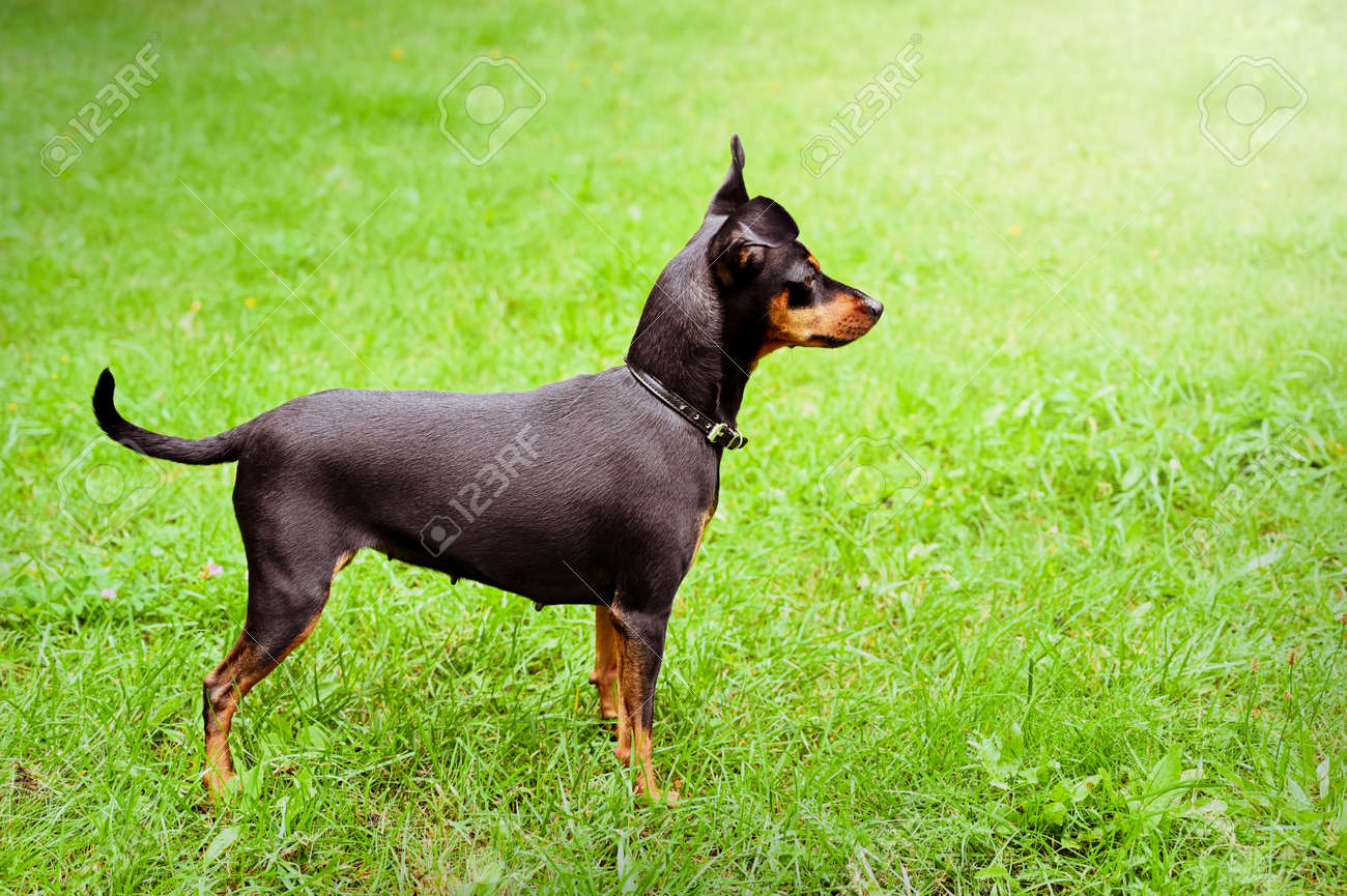 Dog Doberman Pinscher Dwarf Animal Friend Stock Photo, Picture And ...