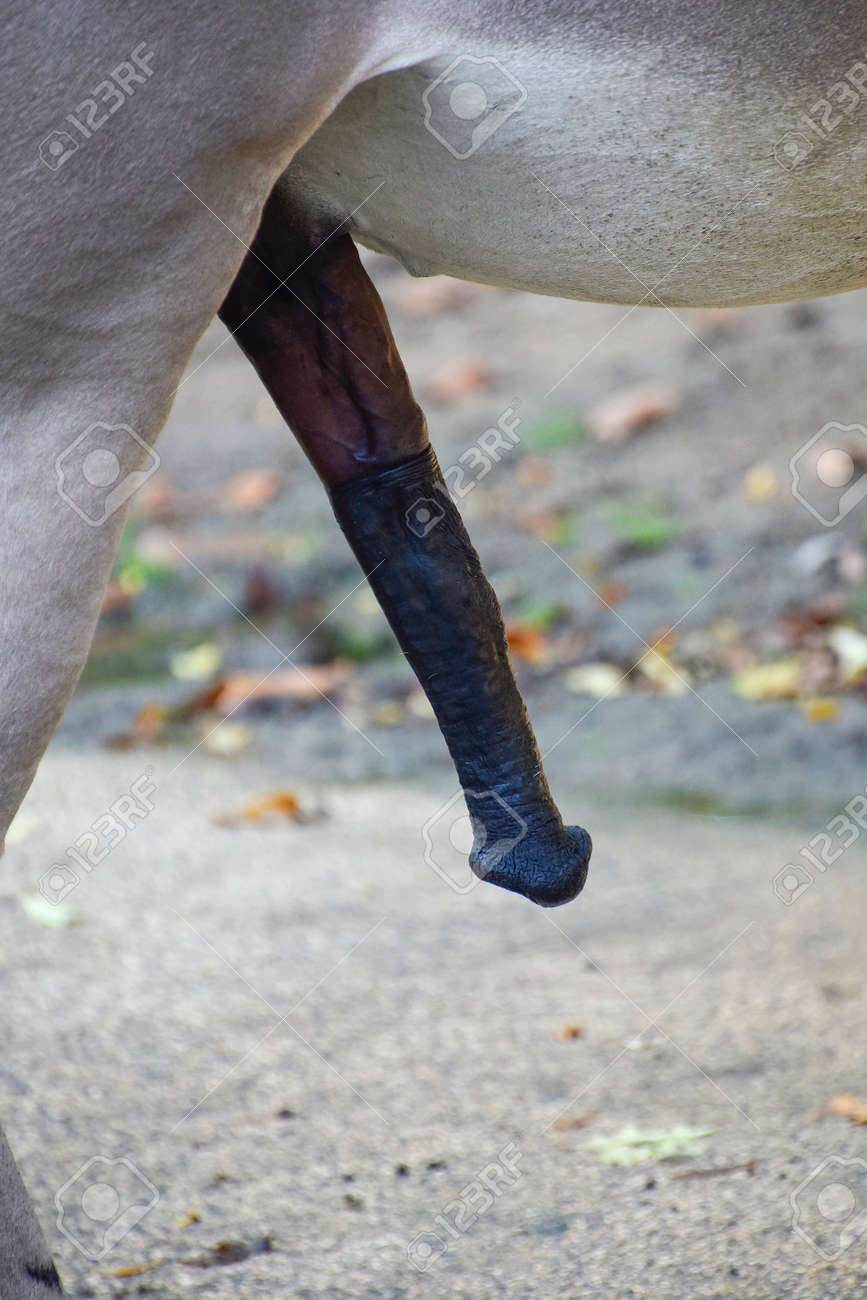 Donkey With Big Penis, Animal Stock Photo, Picture and Royalty Free Image.  Image 179412948.