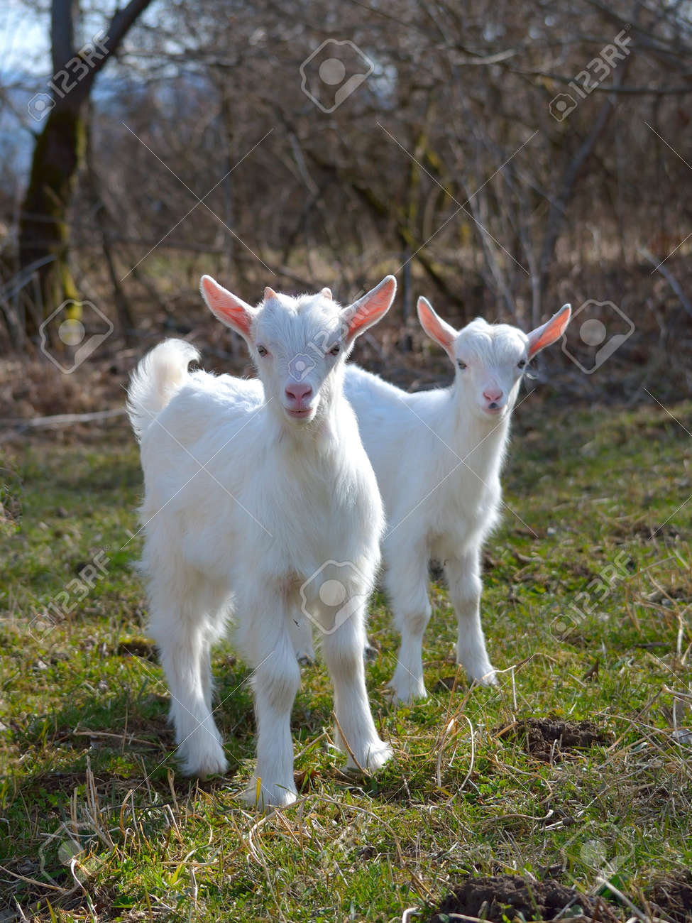 Cute Baby Goats Playing On A Pasture Stock Photo Picture And