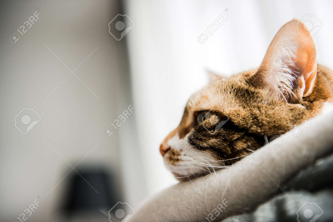 Vue De Profil D Un Chat Mignon Avec Une Grimace Souvenirs Pensifs Melancoliques Et Nostalgiques Banque D Images Et Photos Libres De Droits Image