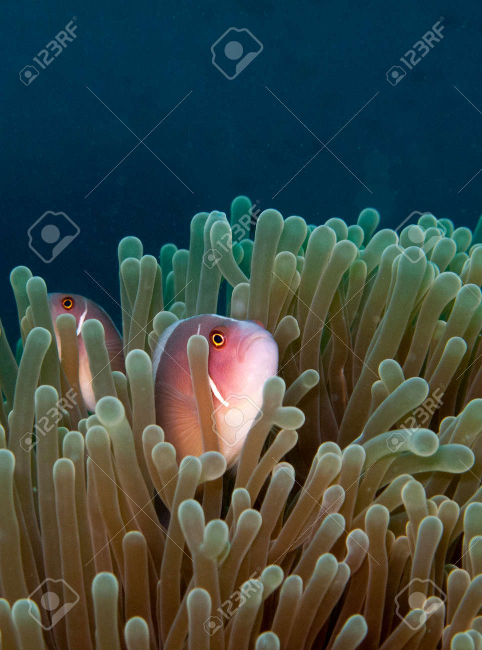 Pink Anemone Fish In Anemone Stock Photo Picture And Royalty Free Image Image