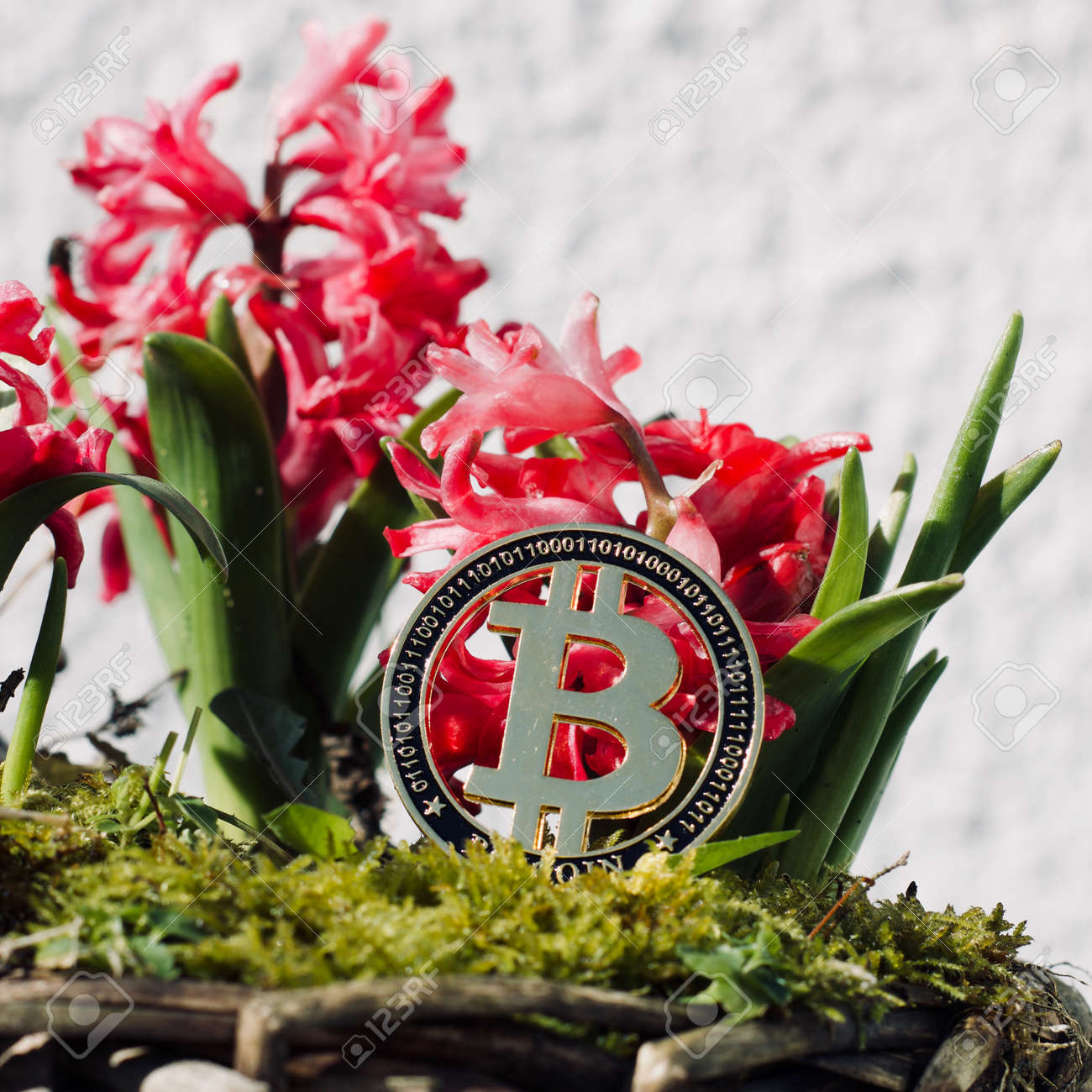 디지털 통화 물리적 금속 비트 코인 동전. 암호 화폐 꽃 개념. 로열티 무료 사진, 그림, 이미지 그리고 스톡포토그래피. Image  97703260