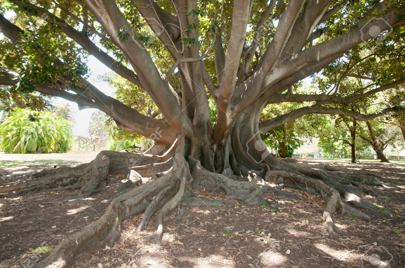 moreton bay fig tree