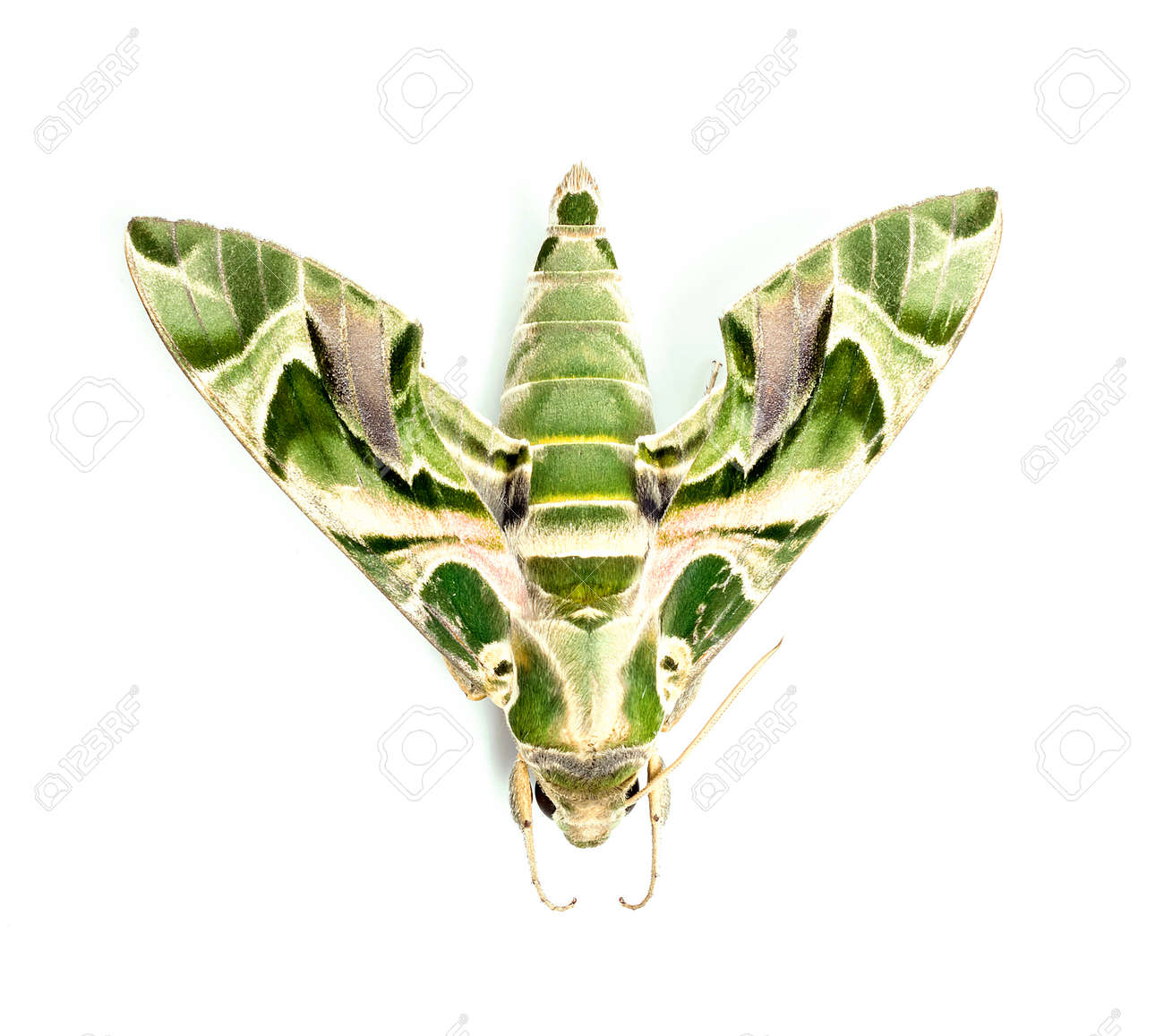 etiam-dictum-ipsum-a-felis