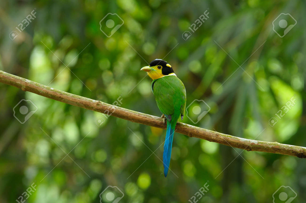 Sale 57 Off オナガヒロハシの羽根 Eragroup Ca