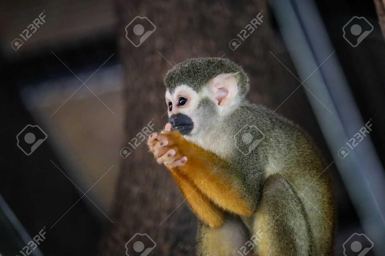 etiam-dictum-ipsum-a-felis