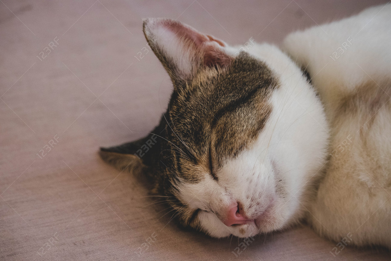etiam-dictum-ipsum-a-felis