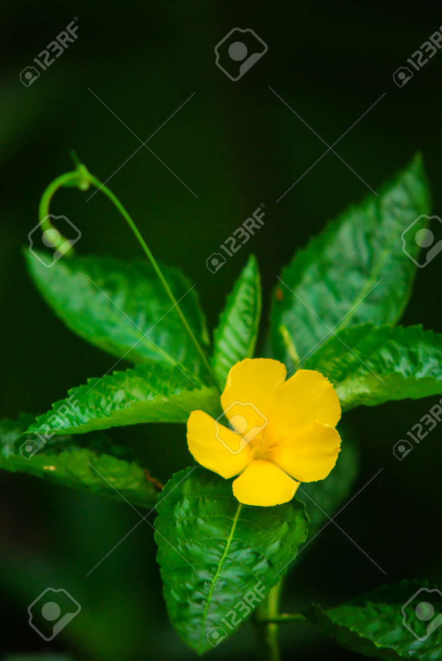 etiam-dictum-ipsum-a-felis